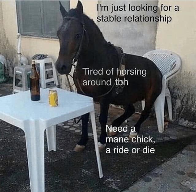horse memes, funny horse, equestrian memes, horse jokes, horse girl memes
