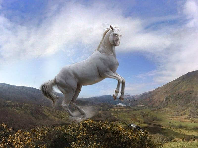 horse memes, funny horse, equestrian memes, horse jokes, horse girl memes