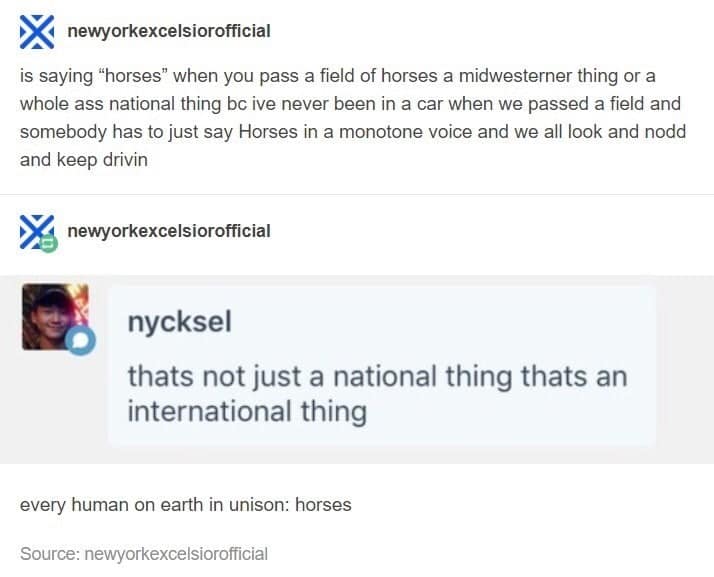 horse memes, funny horse, equestrian memes, horse jokes, horse girl memes