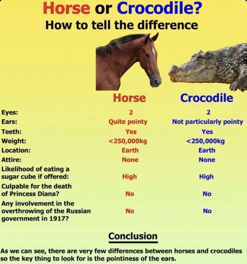 horse memes, funny horse, equestrian memes, horse jokes, horse girl memes