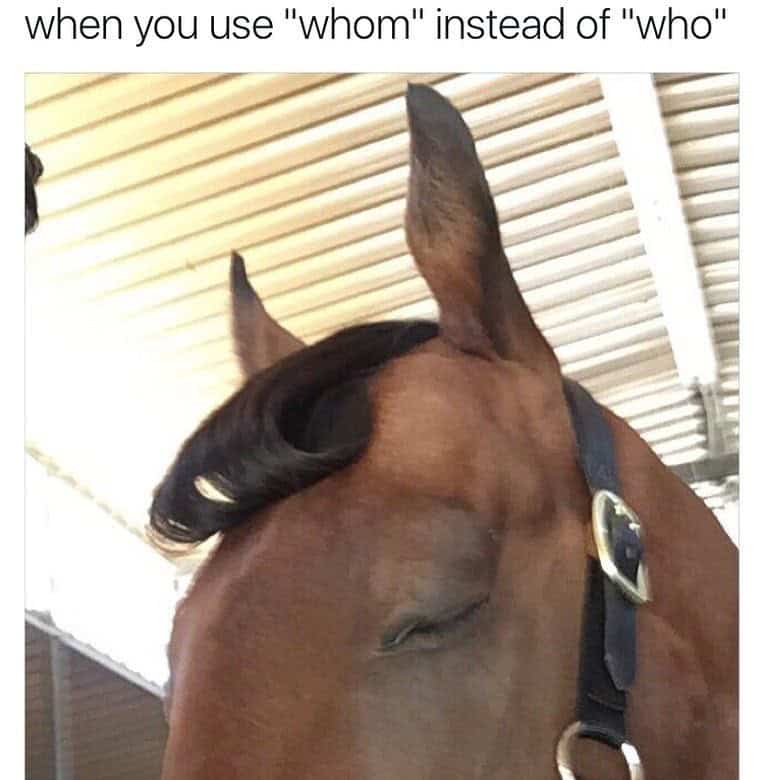 horse memes, funny horse, equestrian memes, horse jokes, horse girl memes