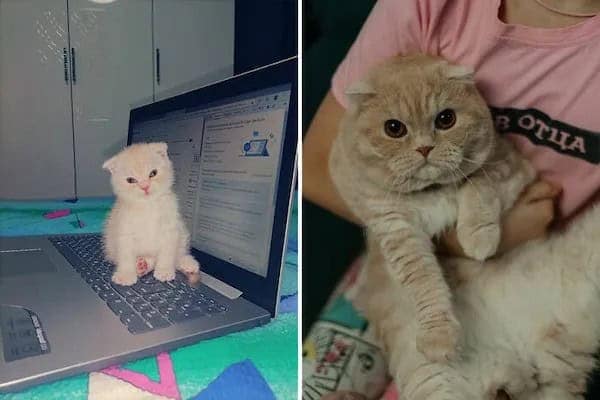 kitten vs cat, cat transformations, kitten to cat, cat transformation, kitten glow‑up, kitten growth, baby cat stage, young feline phase, cat development, feline maturity, adult cat life, cute kitten, adorable kitty, fluffy baby
