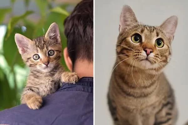 kitten vs cat, cat transformations, kitten to cat, cat transformation, kitten glow‑up, kitten growth, baby cat stage, young feline phase, cat development, feline maturity, adult cat life, cute kitten, adorable kitty, fluffy baby