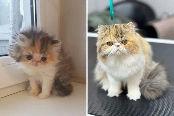 kitten vs cat, cat transformations, kitten to cat, cat transformation, kitten glow‑up, kitten growth, baby cat stage, young feline phase, cat development, feline maturity, adult cat life, cute kitten, adorable kitty, fluffy baby