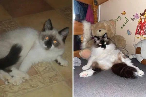 kitten vs cat, cat transformations, kitten to cat, cat transformation, kitten glow‑up, kitten growth, baby cat stage, young feline phase, cat development, feline maturity, adult cat life, cute kitten, adorable kitty, fluffy baby