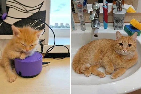 kitten vs cat, cat transformations, kitten to cat, cat transformation, kitten glow‑up, kitten growth, baby cat stage, young feline phase, cat development, feline maturity, adult cat life, cute kitten, adorable kitty, fluffy baby