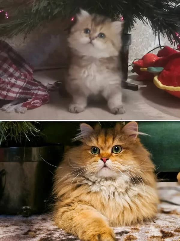kitten vs cat, cat transformations, kitten to cat, cat transformation, kitten glow‑up, kitten growth, baby cat stage, young feline phase, cat development, feline maturity, adult cat life, cute kitten, adorable kitty, fluffy baby