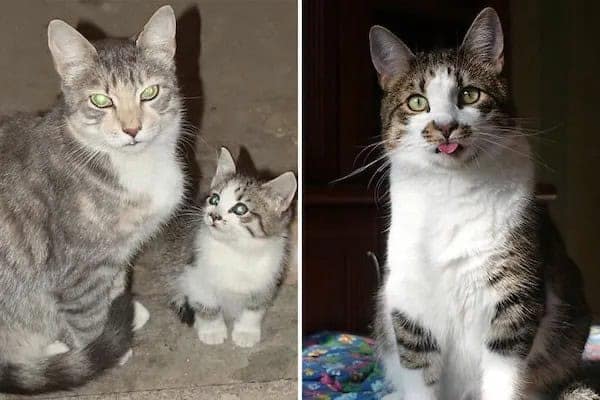 kitten vs cat, cat transformations, kitten to cat, cat transformation, kitten glow‑up, kitten growth, baby cat stage, young feline phase, cat development, feline maturity, adult cat life, cute kitten, adorable kitty, fluffy baby
