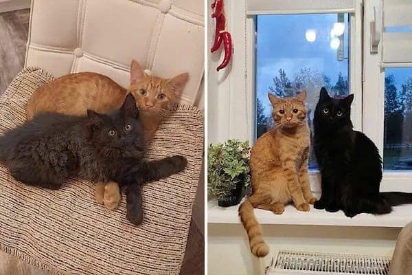 kitten vs cat, cat transformations, kitten to cat, cat transformation, kitten glow‑up, kitten growth, baby cat stage, young feline phase, cat development, feline maturity, adult cat life, cute kitten, adorable kitty, fluffy baby