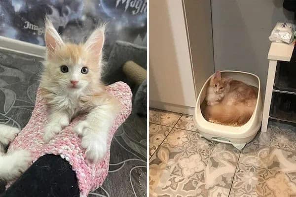 kitten vs cat, cat transformations, kitten to cat, cat transformation, kitten glow‑up, kitten growth, baby cat stage, young feline phase, cat development, feline maturity, adult cat life, cute kitten, adorable kitty, fluffy baby