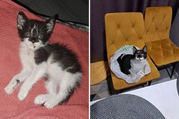 kitten vs cat, cat transformations, kitten to cat, cat transformation, kitten glow‑up, kitten growth, baby cat stage, young feline phase, cat development, feline maturity, adult cat life, cute kitten, adorable kitty, fluffy baby