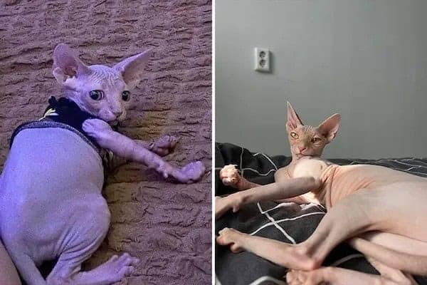 kitten vs cat, cat transformations, kitten to cat, cat transformation, kitten glow‑up, kitten growth, baby cat stage, young feline phase, cat development, feline maturity, adult cat life, cute kitten, adorable kitty, fluffy baby
