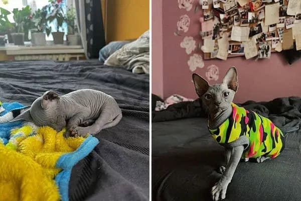 kitten vs cat, cat transformations, kitten to cat, cat transformation, kitten glow‑up, kitten growth, baby cat stage, young feline phase, cat development, feline maturity, adult cat life, cute kitten, adorable kitty, fluffy baby