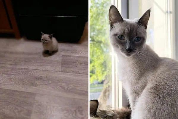 kitten vs cat, cat transformations, kitten to cat, cat transformation, kitten glow‑up, kitten growth, baby cat stage, young feline phase, cat development, feline maturity, adult cat life, cute kitten, adorable kitty, fluffy baby