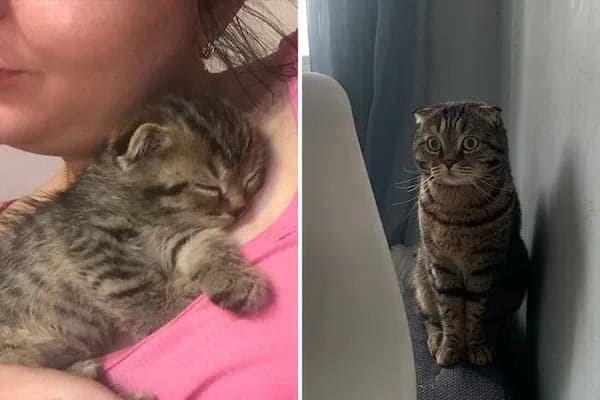 kitten vs cat, cat transformations, kitten to cat, cat transformation, kitten glow‑up, kitten growth, baby cat stage, young feline phase, cat development, feline maturity, adult cat life, cute kitten, adorable kitty, fluffy baby