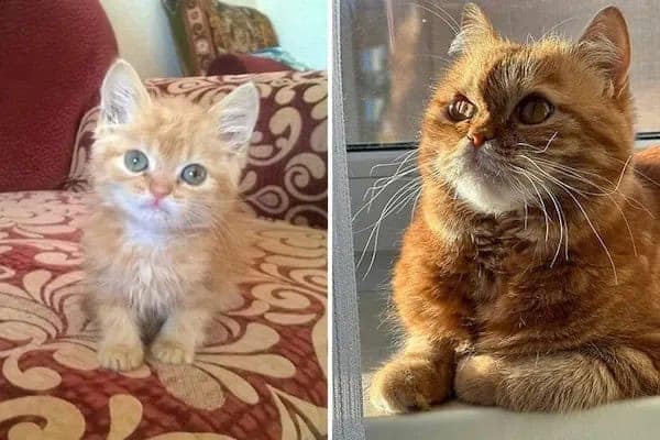 kitten vs cat, cat transformations, kitten to cat, cat transformation, kitten glow‑up, kitten growth, baby cat stage, young feline phase, cat development, feline maturity, adult cat life, cute kitten, adorable kitty, fluffy baby