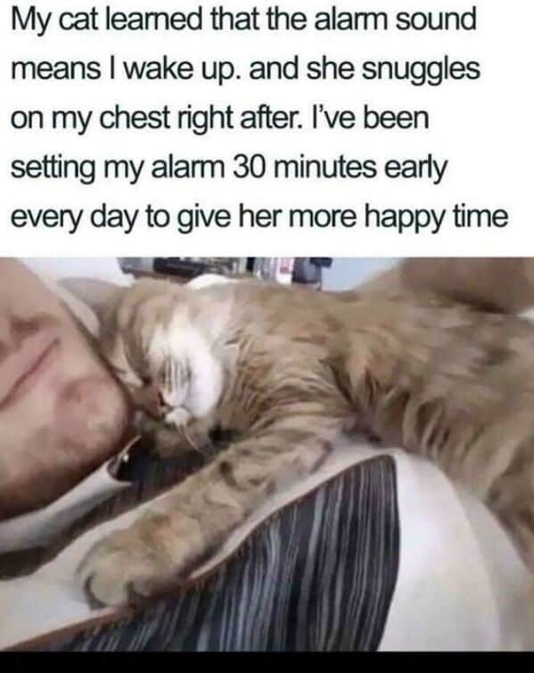 My cat learned that the alarm sound means I wake up. and she snuggles on my chest right after. I've been setting my alarm 30 minutes early every day to give her more happy time