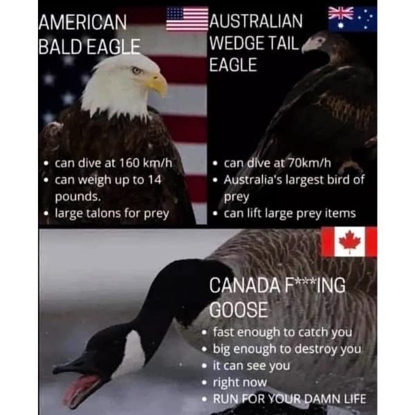 AMERICAN BALD EAGLE • can dive at 160 km/h can weigh up to 14 pounds. • large talons for prey AUSTRALIAN WEDGE TAIL EAGLE • can dive at 70km/h • Australia's largest bird of prey • can lift large prey items CANADA F**ING GOOSE • fast enough to catch you • big enough to destroy you • it can see you • right now • RUN FOR YOUR DAMN LIFE