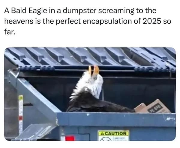 A Bald Eagle in a dumpster screaming to the heavens is the perfect encapsulation of 2025 so far. A CAUTION