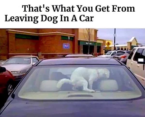 meme dump, funny memes, hilarious memes, meme collection, comedic meme spree, curated meme highlights, mild comedic snapshots, quick-laugh images, basic humor bits, deeper comedic triggers, unstoppable net jokes, bold comedic zingers, top-tier comedic gold, prime laugh collection, unstoppable comedic hits, memes funny, internet meme