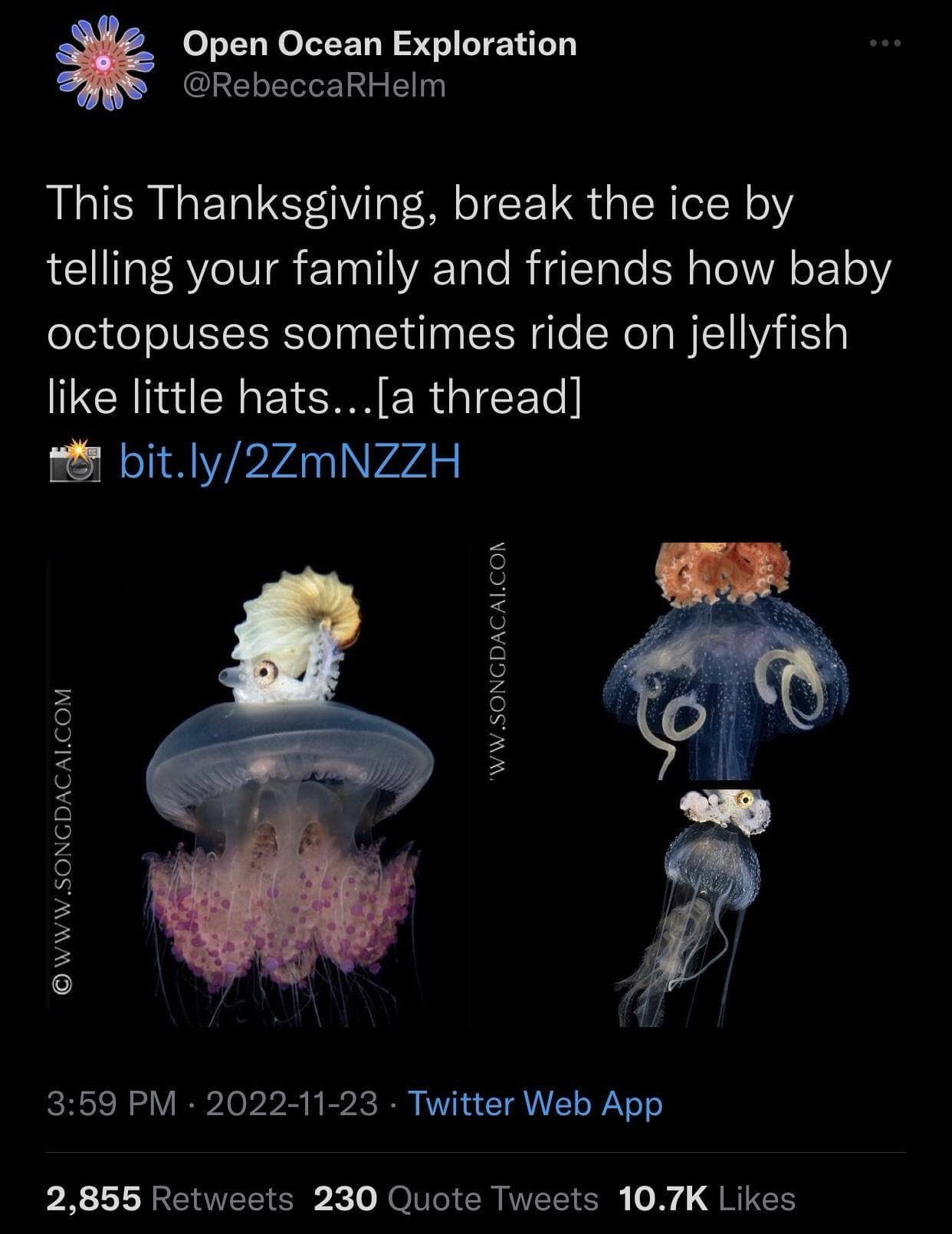 Open Ocean Exploration @RebeccaRHelm This Thanksgiving, break the ice by telling your family and friends how baby octopuses sometimes ride on jellyfish like little hats...[a thread] re bit.ly/2ZmNZZH 'WW.SONGDACAI.CON @ WWW.SONGDACAI.COM 3:59 PM • 2022-11-23 • Twitter Web App 2,855 Retweets 230 Quote Tweets 10.7K Likes