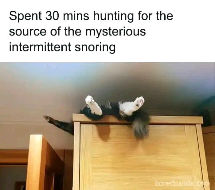 Spent 30 mins hunting for the source of the mysterious intermittent snoring boredpanda.
