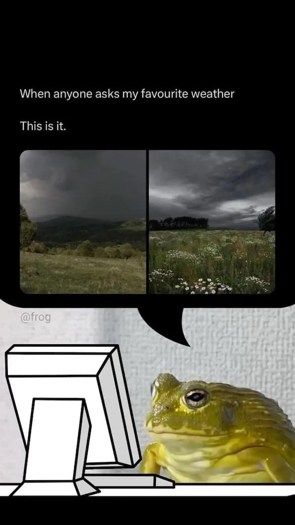 When anyone asks my favourite weather This is it. frog meme