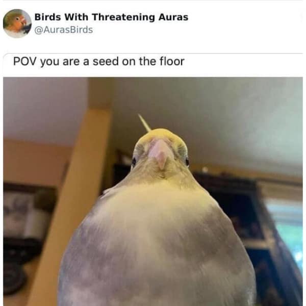 Birds With Threatening Auras @AurasBirds POV you are a seed on the floor