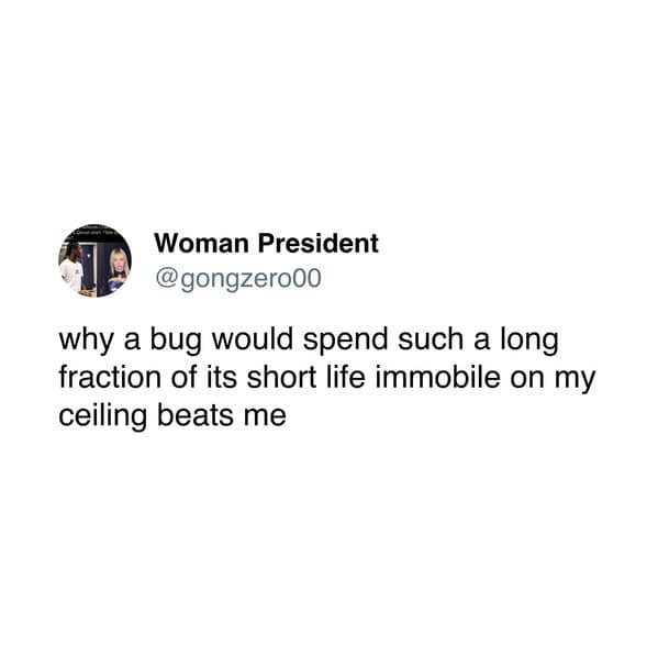 meme dump, funny memes, hilarious memes, meme collection, comedic spree, batch of memes, comedic images, laugh-worthy posts, side-splitting visuals, comedic snapshots, lazy Sunday memes, weekend humor, procrastination jokes, dank memes, dank meme dump, memes funny