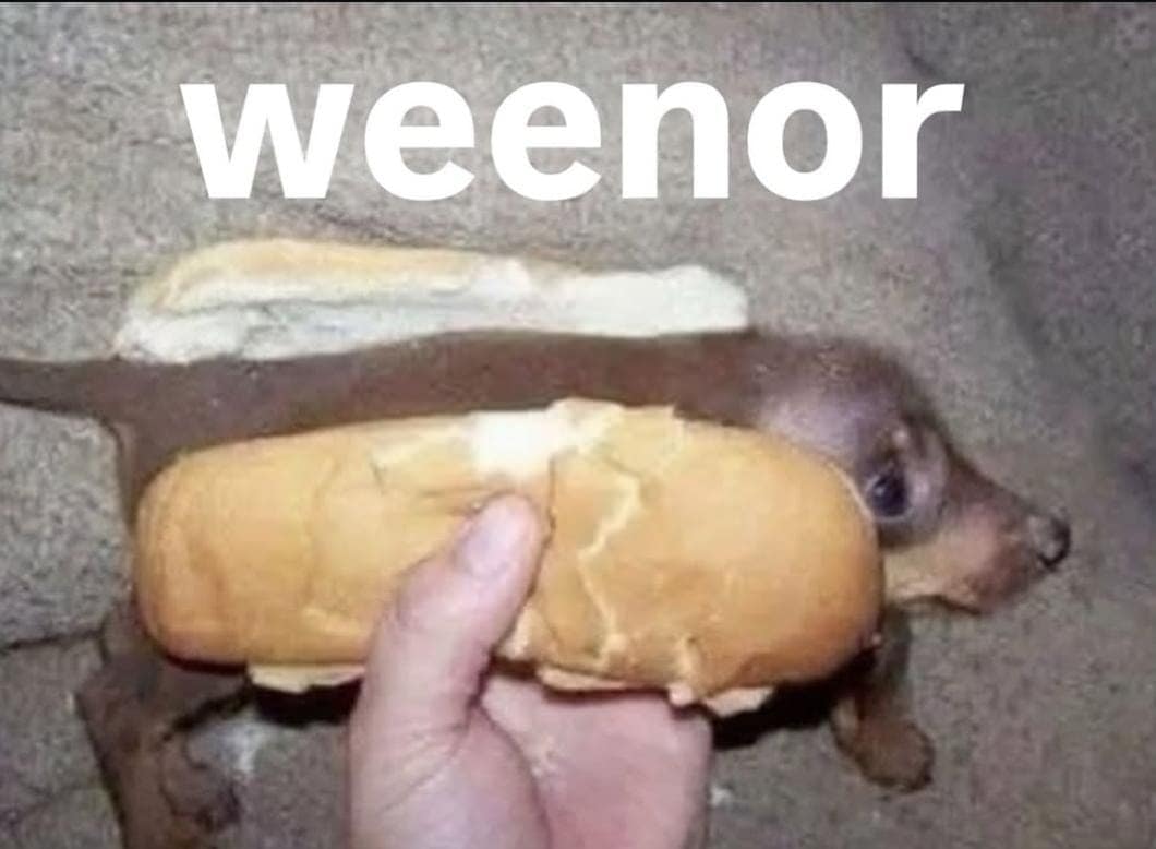 weenor daschund in a hot dog bun
