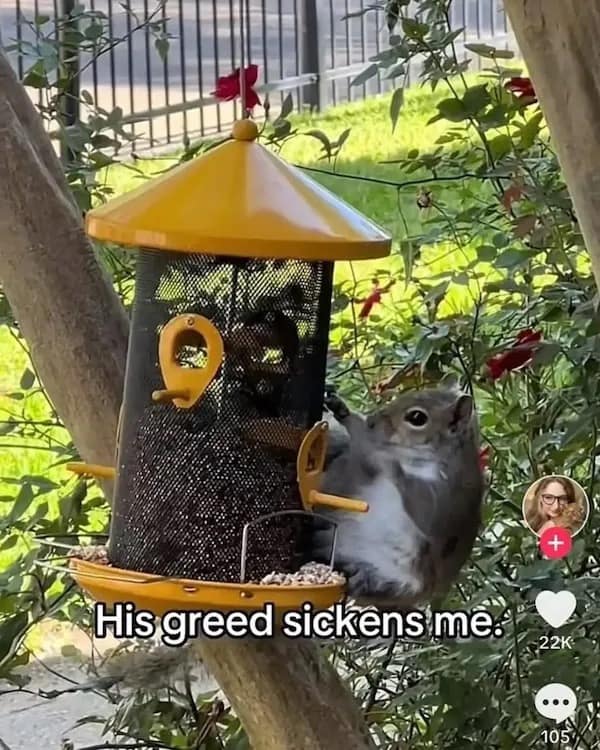 His greed sickens me. squirrel at a bird feeder