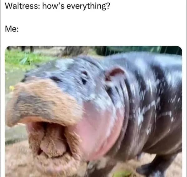 meme dump, funny memes, hilarious memes, Sunday memes, lazy afternoon humor, adulting jokes, modern life memes, chaotic humor, random memes, internet memes, dank memes, dank meme dump, spicy memes, memes funny
