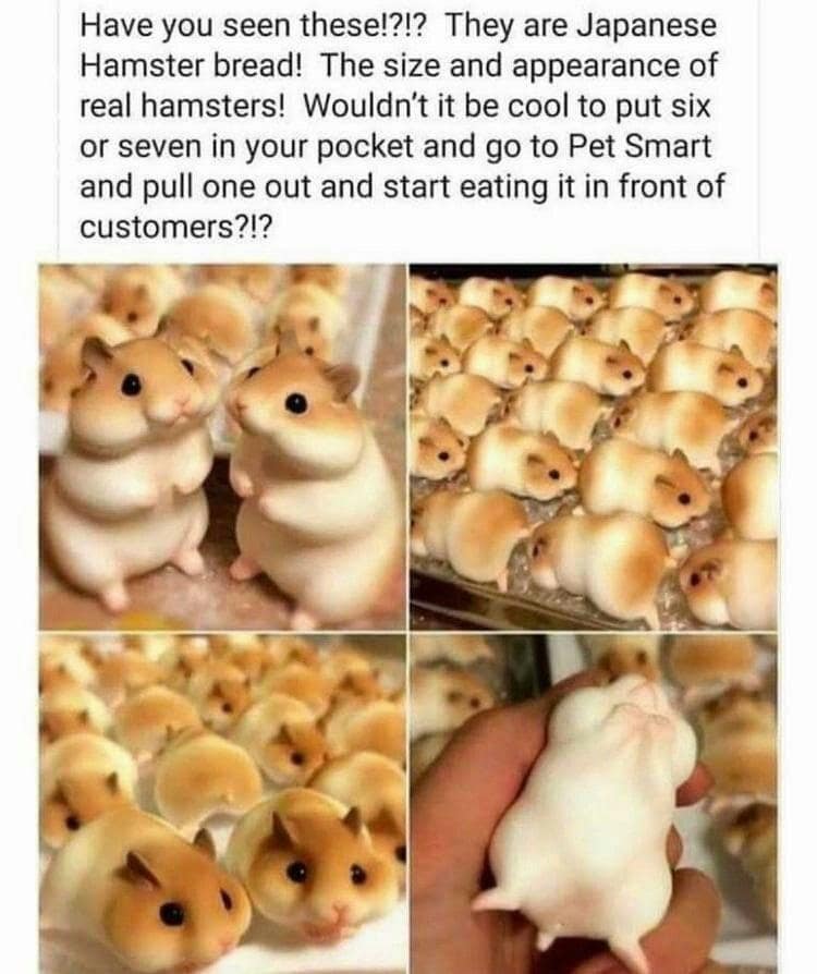 Have you seen these!?!? They are Japanese Hamster bread! The size and appearance of real hamsters! Wouldn't it be cool to put six or seven in your pocket and go to Pet Smart and pull one out and start eating it in front of customers?!?
