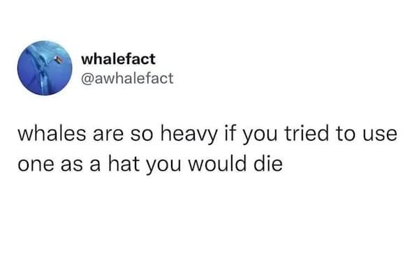 meme dump, funny memes, hilarious memes, meme stash, meme bundle, meme roundup, meme gallery, meme collection, comedic pics, humorous posts, giggle fuel, laugh blasts, trending memes, viral jokes, hot web laughs