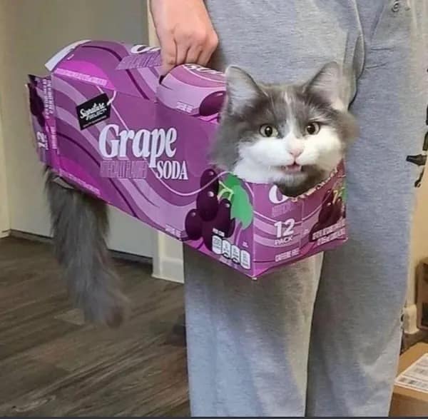 cat in grape soda box