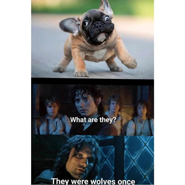 What are they? They were wolves once