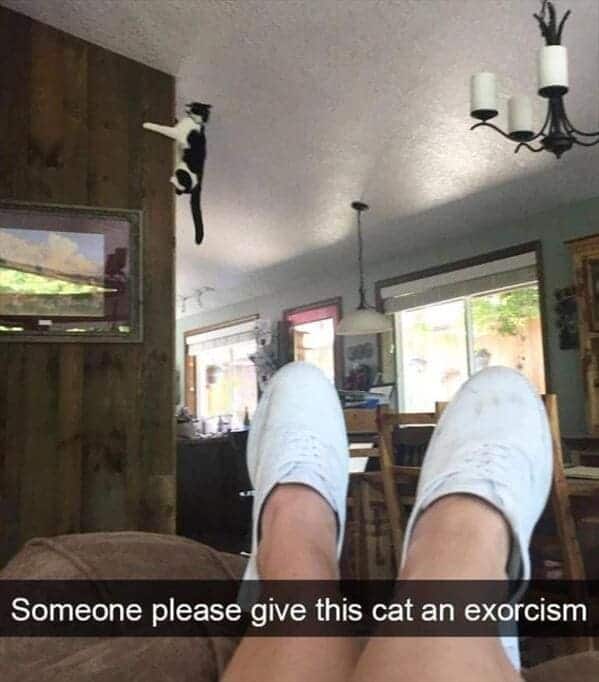Someone please give this cat an exorcism