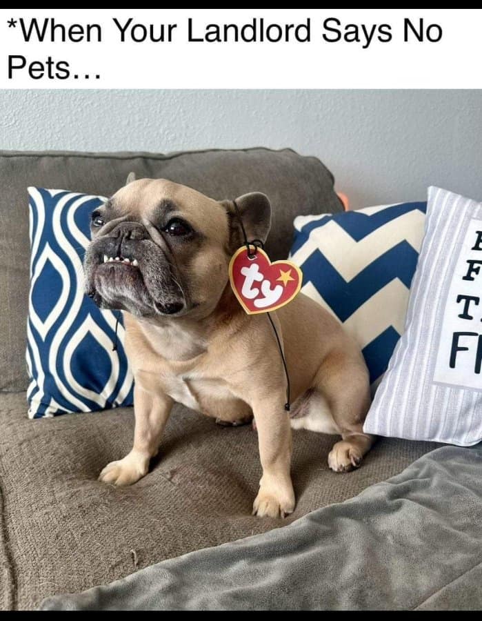 *When Your Landlord Says No Pets... F