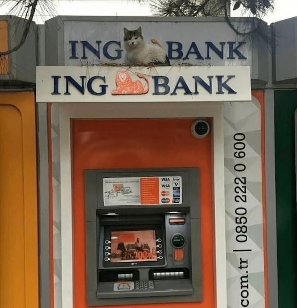 cat on ing bank