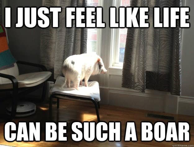 pig memes, funny pig, piglet memes, cute pig pictures, piglet memes, cute pigs, cute piglets