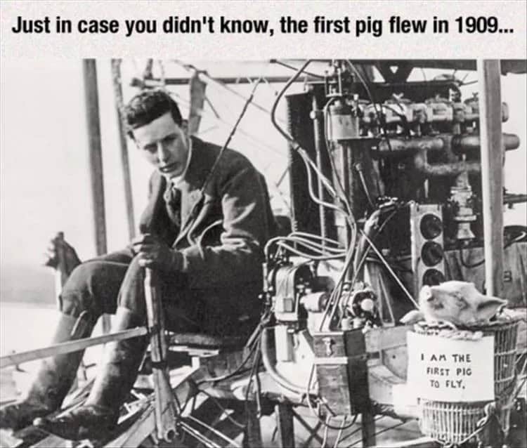 pig memes, funny pig, piglet memes, cute pig pictures, piglet memes, cute pigs, cute piglets