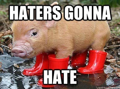 pig memes, funny pig, piglet memes, cute pig pictures, piglet memes, cute pigs, cute piglets