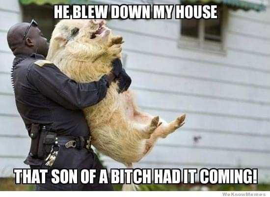 pig memes, funny pig, piglet memes, cute pig pictures, piglet memes, cute pigs, cute piglets