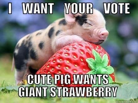 pig memes, funny pig, piglet memes, cute pig pictures, piglet memes, cute pigs, cute piglets