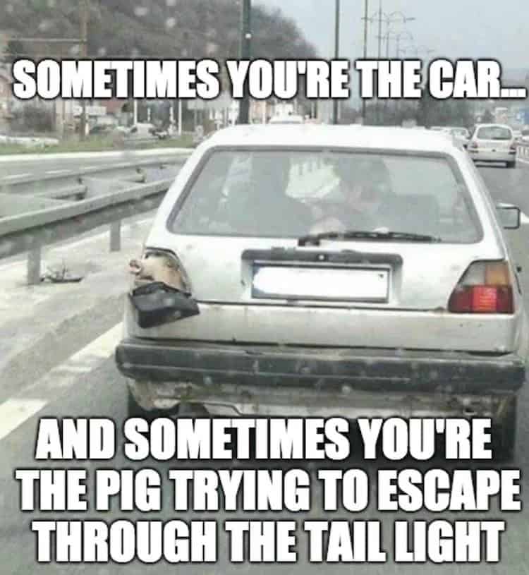 pig memes, funny pig, piglet memes, cute pig pictures, piglet memes, cute pigs, cute piglets