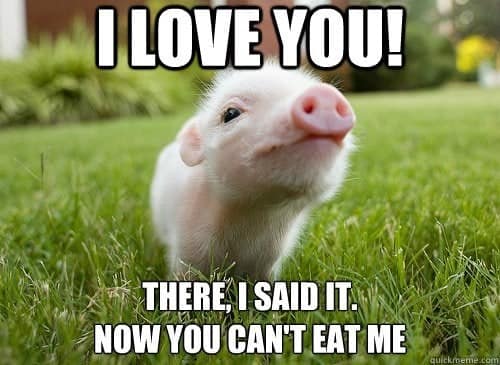 pig memes, funny pig, piglet memes, cute pig pictures, piglet memes, cute pigs, cute piglets