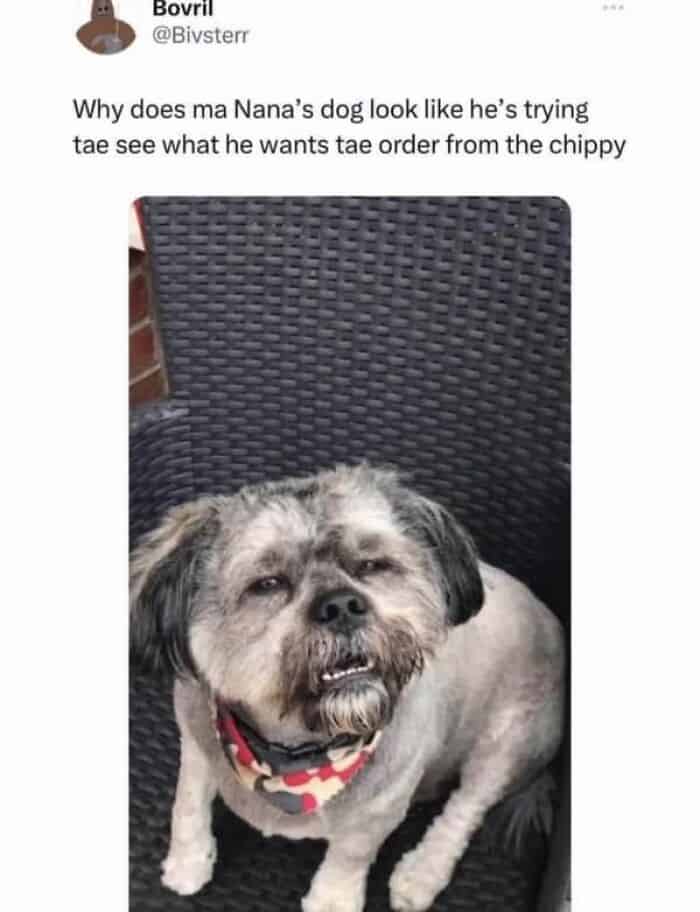 Why does ma Nana's dog look like he's trying tae see what he wants tae order from the chippy