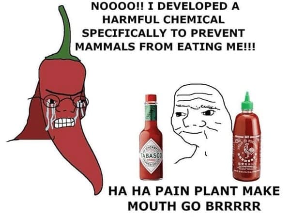 spicy food memes, food memes, hot food memes, fiery food memes, chili memes, spicy challenges, scalding taste tests, pepper showdowns, fiery food jokes, burning flavor jokes, hot sauce quips, chili pepper humor, pepper puns, blazing pepper references