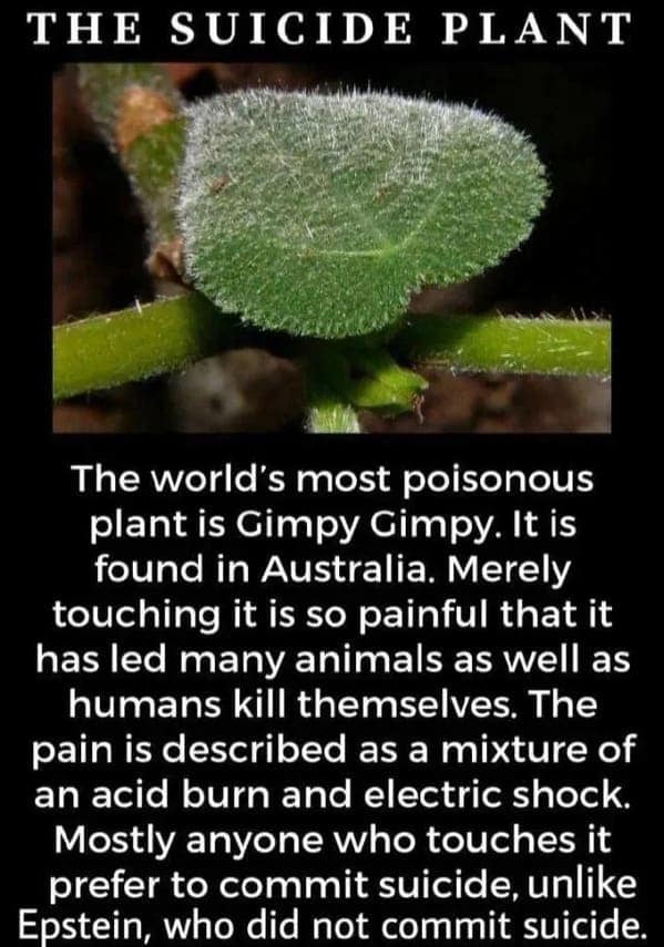 The world's most poisonous plant is Gimpy Gimpy. It is found in Australia. Merely touching it is so painful that it has led many animals as well as humans kill themselves. The pain is described as a mixture of an acid burn and electric shock.