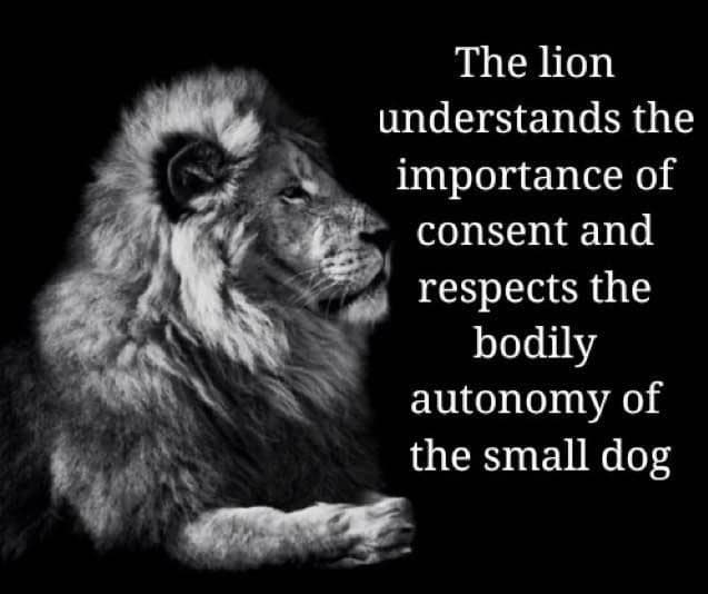 the lion memes, the lion does not concern himself, alpha male memes, sigma grindset jokes, hustle culture humor, alpha quotes parody, lion quote memes, animal motivation memes, predator proverb jokes, king of jungle humor, viral animal memes, trending beast memes, wild creature jokes, zoo meme trend